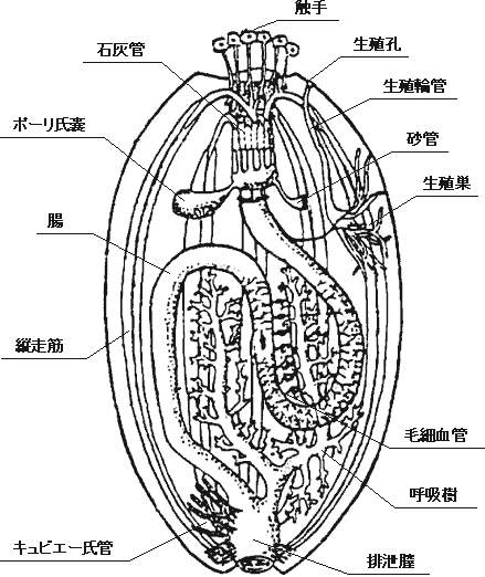 広島かきかき鮮魚村 広島牡蠣 なまこ 鯛 最高級の海の幸を産地直送 通販 なまこ解剖図ページ